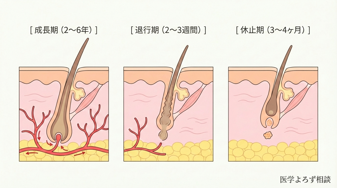 正常なヘアサイクルの3段階：成長期・退行期・休止期