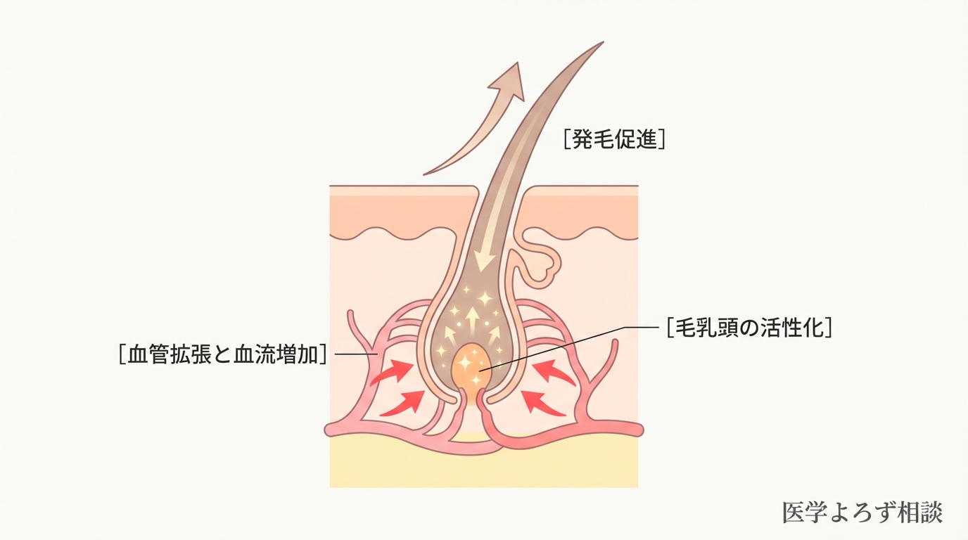 ミノキシジルの作用機序