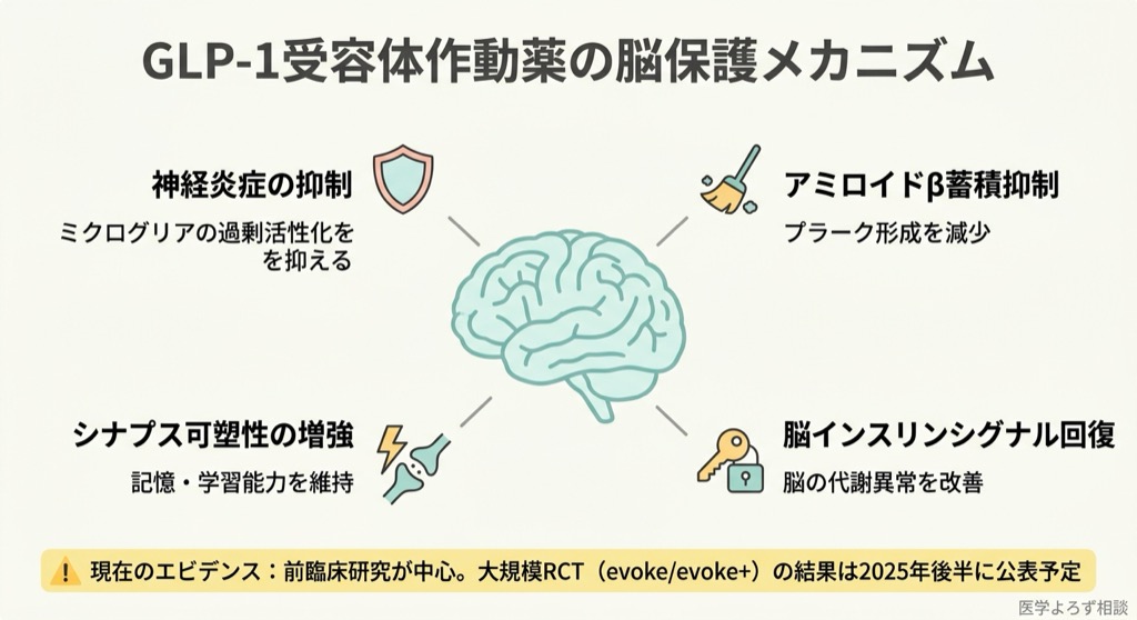 GLP-1受容体作動薬の脳保護メカニズムを示す図。神経炎症抑制、アミロイドβ蓄積抑制、シナプス可塑性増強、脳インスリンシグナル回復の4つの経路を描く