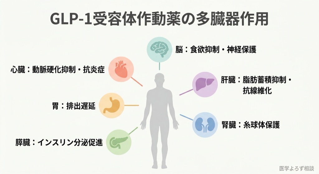 GLP-1受容体作動薬の多臓器作用を示す図。脳（食欲抑制・神経保護）、心臓（動脈硬化抑制・抗炎症）、膵臓（インスリン分泌促進）、肝臓（脂肪蓄積抑制）、腎臓（糸球体保護）、胃（排出遅延）への作用を放射状に描いたメカニズム図