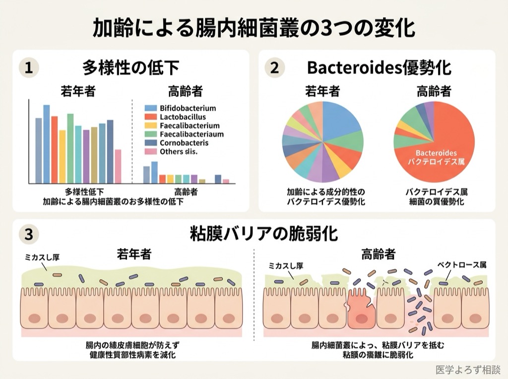 加齢に伴う腸内細菌叢の変化を示す図。多様性の低下、ビフィズス菌の減少、Bacteroidesの増加が特徴的
