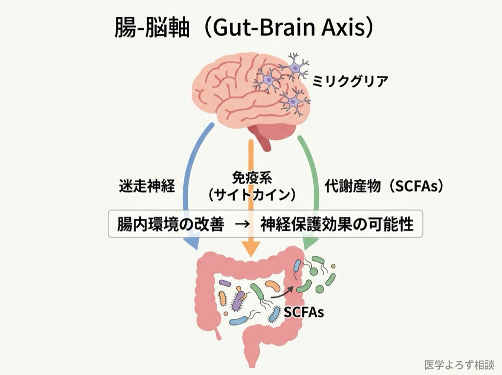 腸-脳軸の双方向コミュニケーションを示す図。迷走神経、免疫系、短鎖脂肪酸を介した情報伝達を描く