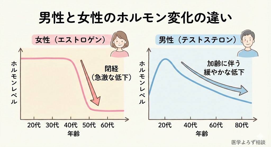 男女のホルモン変化の比較