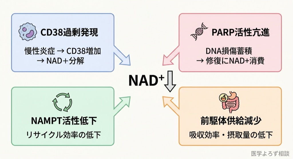 NAD+が加齢で減少する4つのメカニズム：CD38過剰発現、PARP活性亢進、NAMPT活性低下、前駆体供給減少
