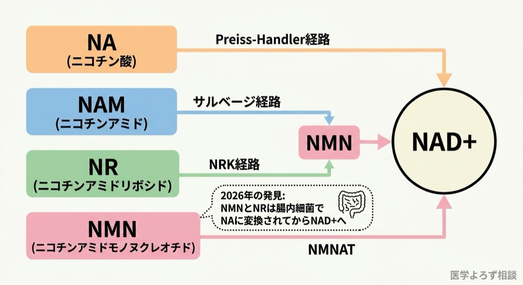 NAD+前駆体の代謝経路図：NA、NAM、NR、NMNからNAD+への変換ルートと2026年の腸内細菌経由の発見