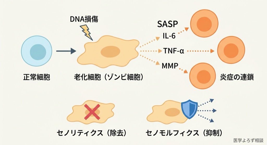 細胞老化とSASPのメカニズム。正常細胞がDNA損傷により老化細胞に変化し、SASPを分泌して周囲に炎症を広げる過程と、セノリティクス（除去）とセノモルフィクス（抑制）の2つの治療戦略
