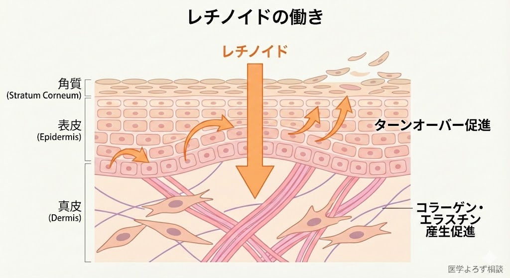 レチノイドの作用メカニズム