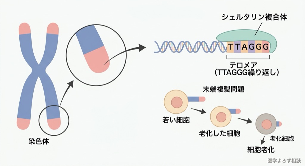 テロメアの構造：染色体末端のTTAGGG繰り返し配列、シェルタリン複合体、末端複製問題による段階的短縮を示す図解